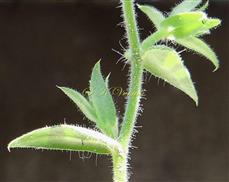  Leafy shoot